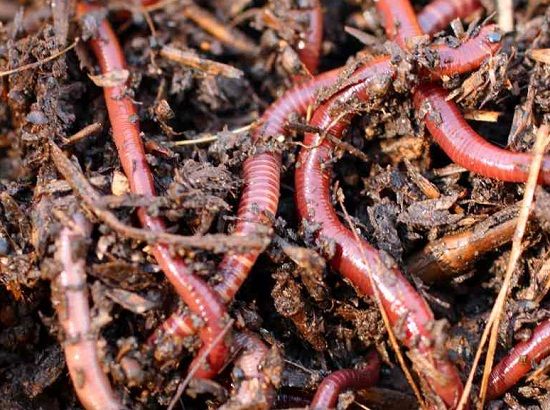 Навозные черви