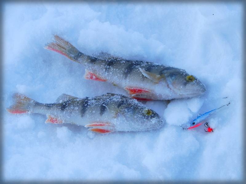 Рыбалка на реках кировской области и в кирове: обзор водоемов