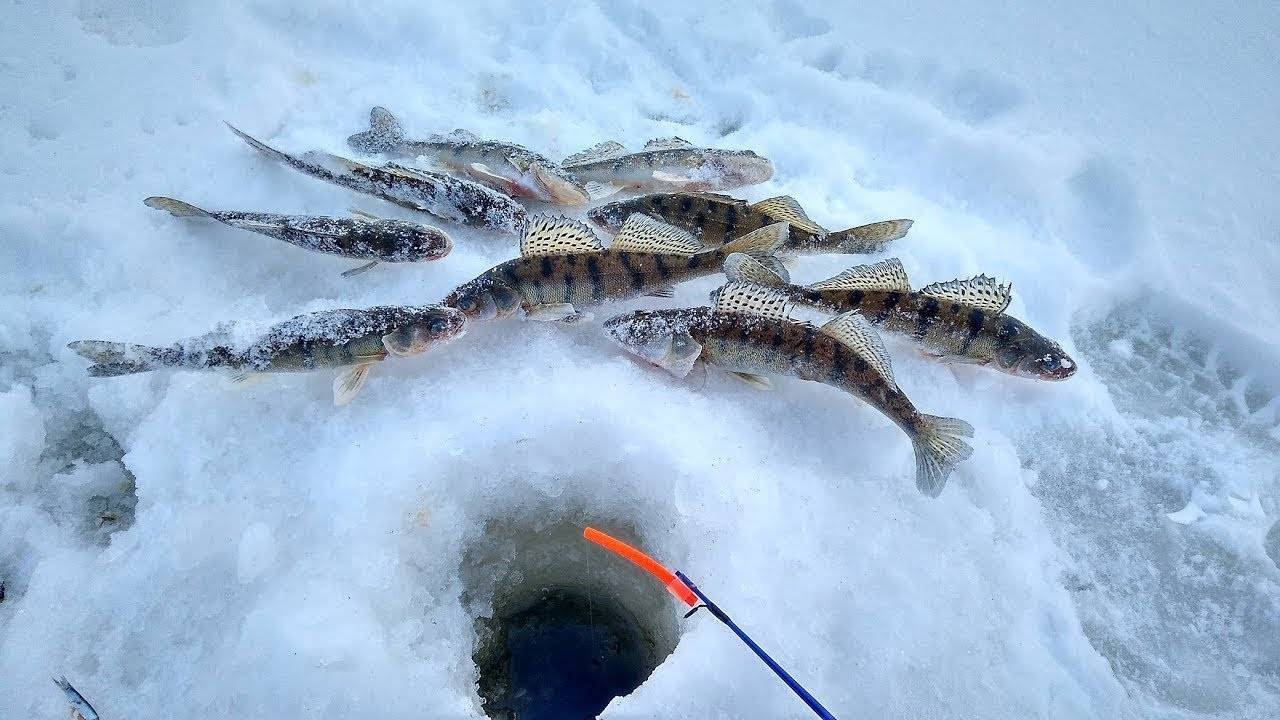 Рыбалка на реках кировской области и в кирове, обзор водоемов