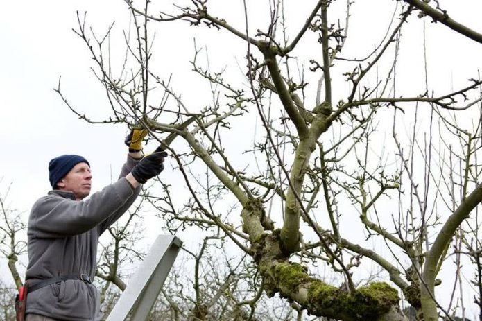 Осенняя обрезка сада после листопада