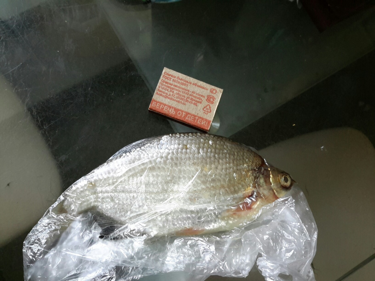 Трофейные выходные: где в Кировской области поймать 7-килограммовую щуку? Еженедельный отчёт с кировских водоёмов