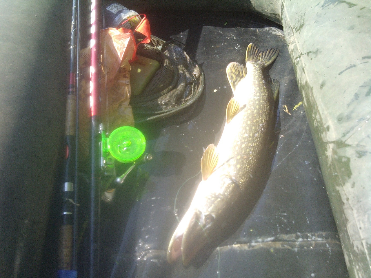 Трофейные выходные: где в Кировской области поймать 7-килограммовую щуку? Еженедельный отчёт с кировских водоёмов