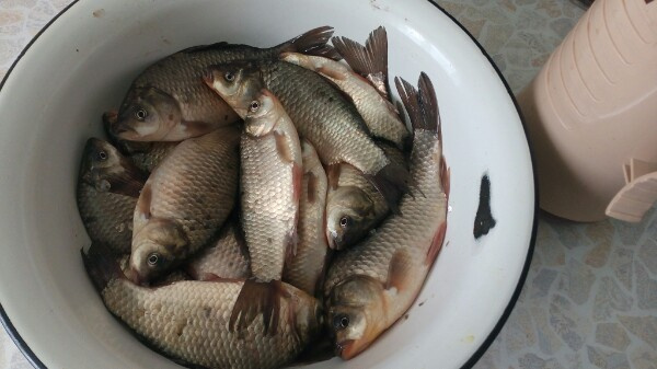 Трофейные выходные: где в Кировской области поймать 7-килограммовую щуку? Еженедельный отчёт с кировских водоёмов