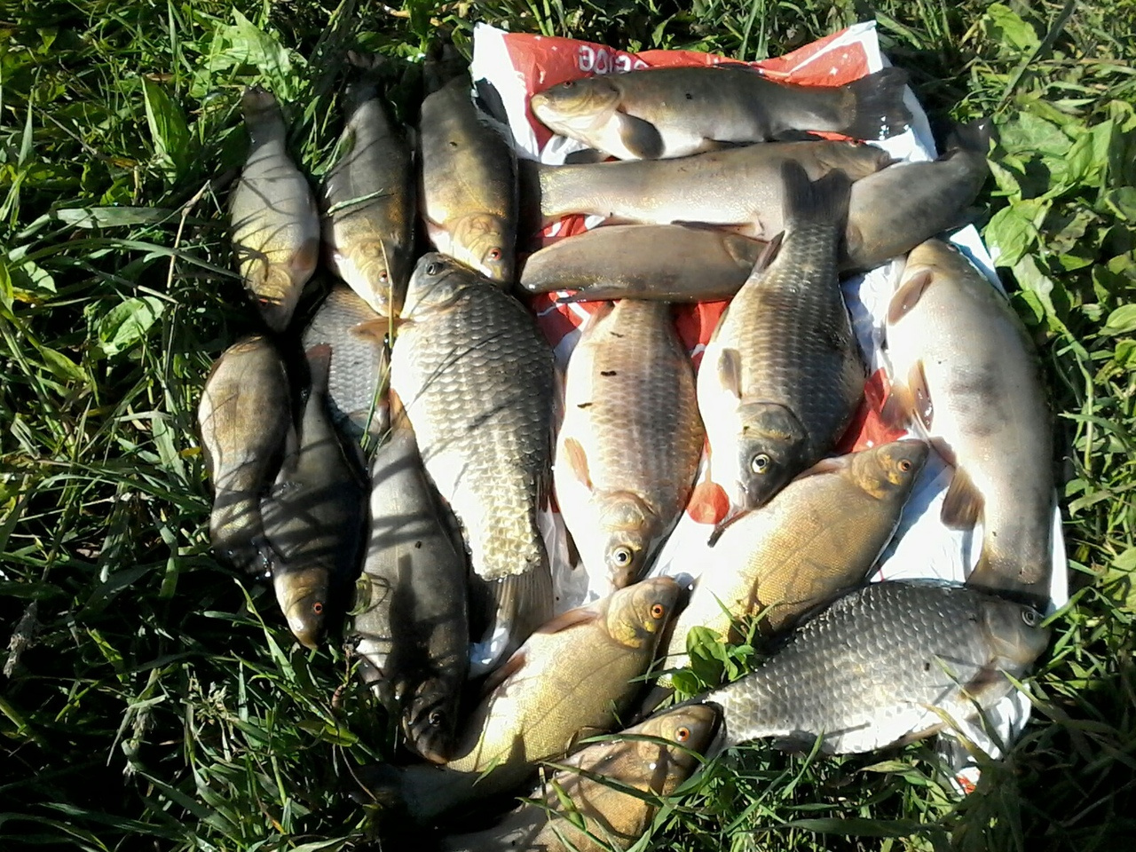 Трофейные выходные: где в Кировской области поймать 7-килограммовую щуку? Еженедельный отчёт с кировских водоёмов