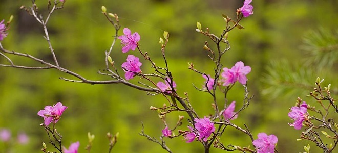 приметы ранней весны