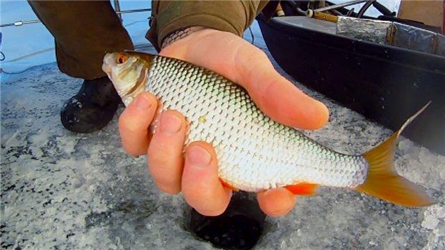 Влияние давления на клев плотвы