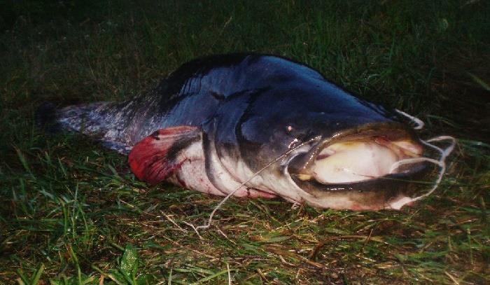 Время ловли сома