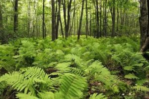 лес с папоротником