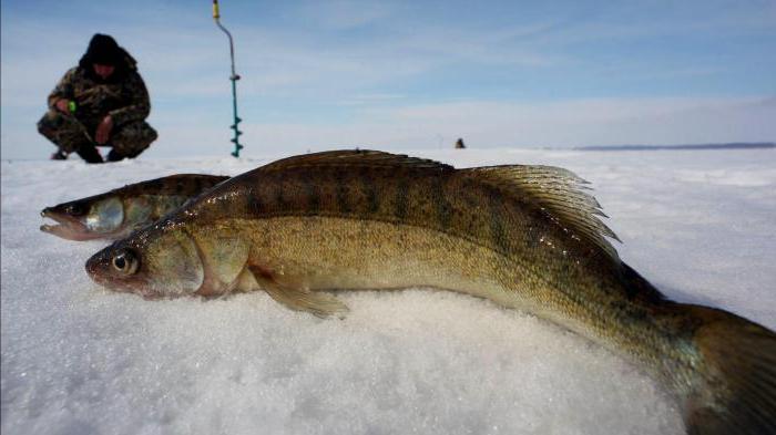 Зимняя рыбалка на судака на Волге