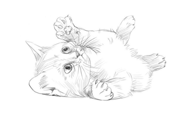 Игривый котенок