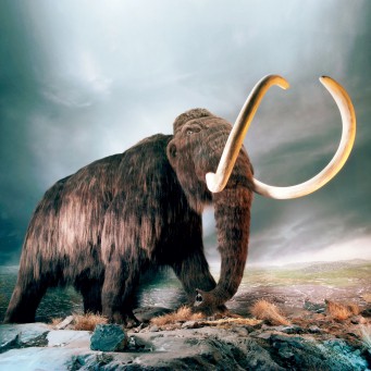 Жизнь в древнем мине: как наши предки охотились на мамонтов?