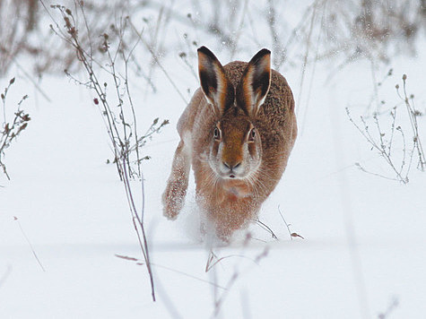 Фото Владимира Козловского.