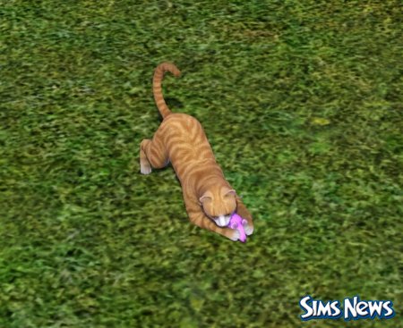Кошки в The Sims 3 Питомцы