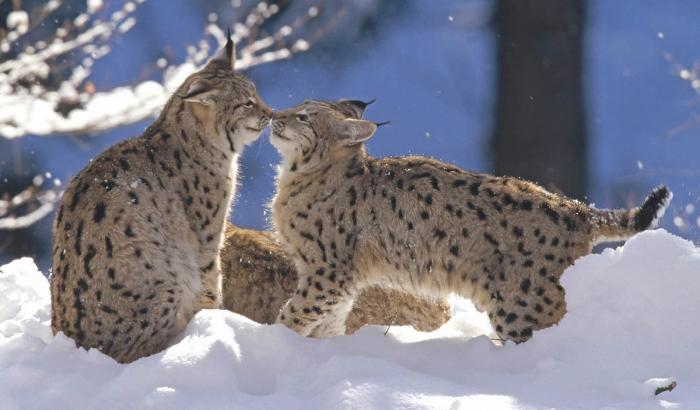 Классификация рыси обыкновенной
