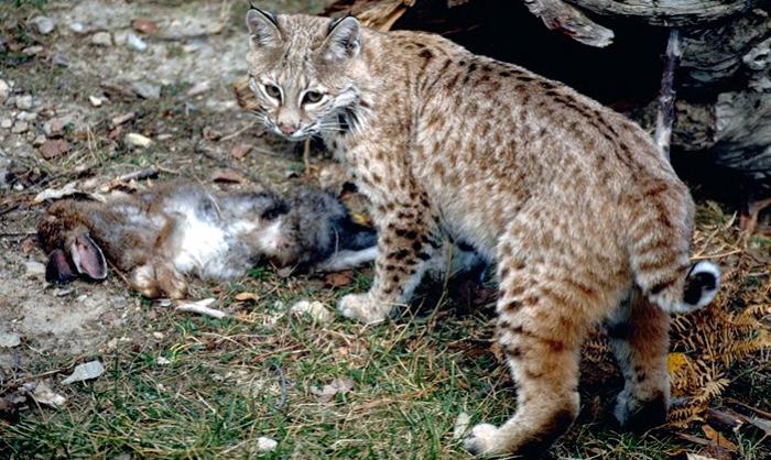 обыкновенная рысь красная книга московской области