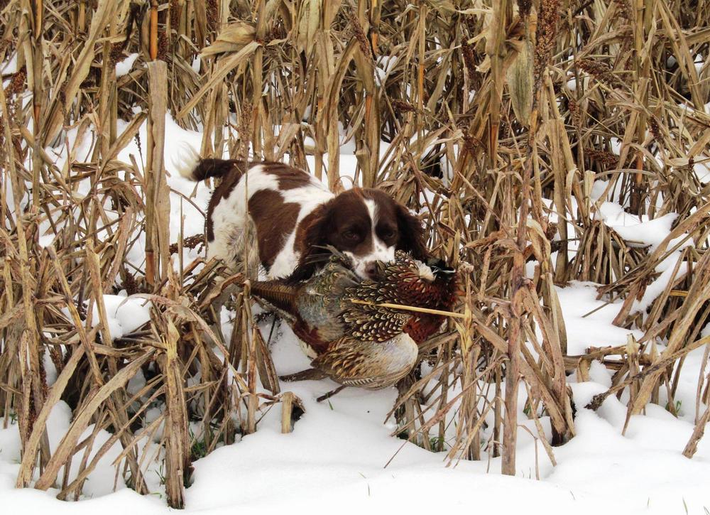 Собака для охоты на фазана