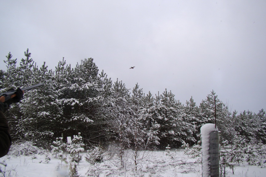 сроки охоты на фазана