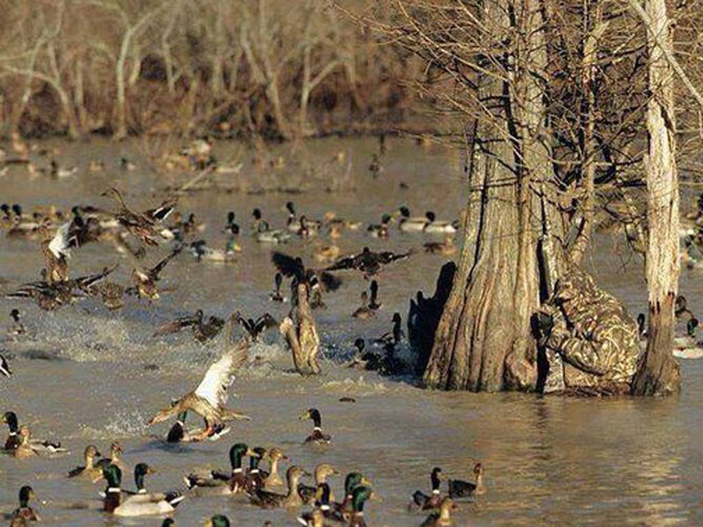 Охота на гуся на Ямале (ЯНАО) 2018