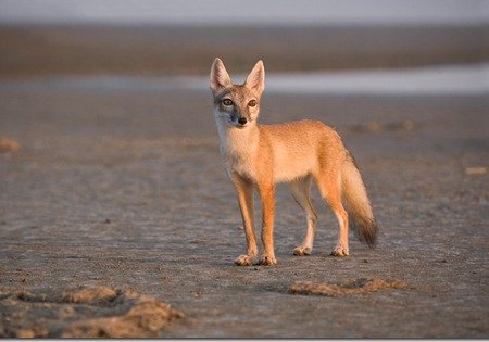 Охота на корсака: особенности