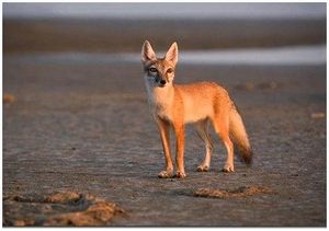 Охота на корсака: особенности