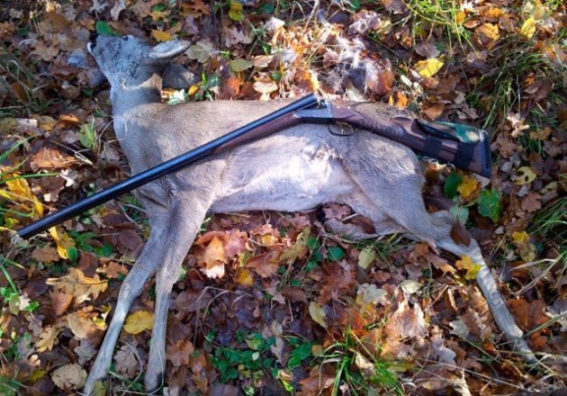 Охота на косулю с подхода