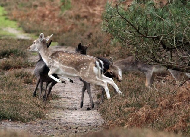 Охота на косулю загоном