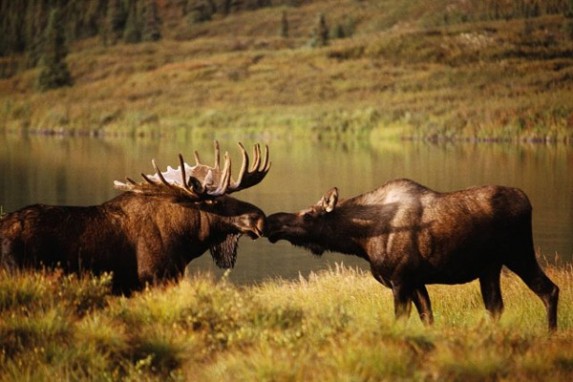 лоси на реву