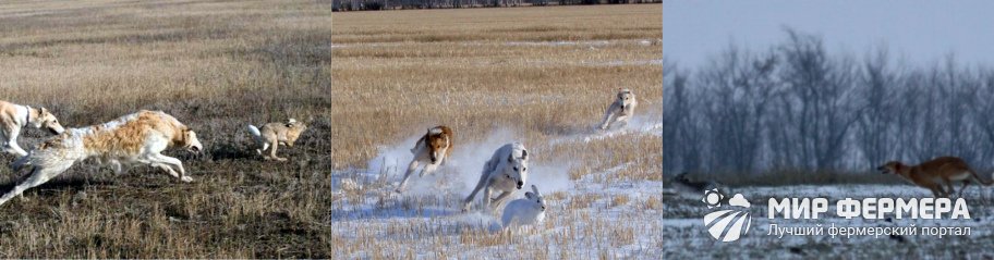 Охота на зайца с собакой