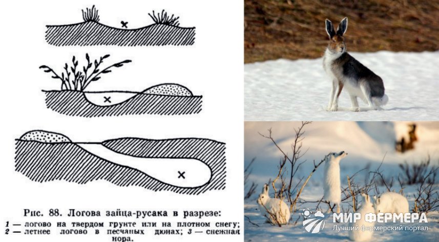 Охота на зайца с подхода