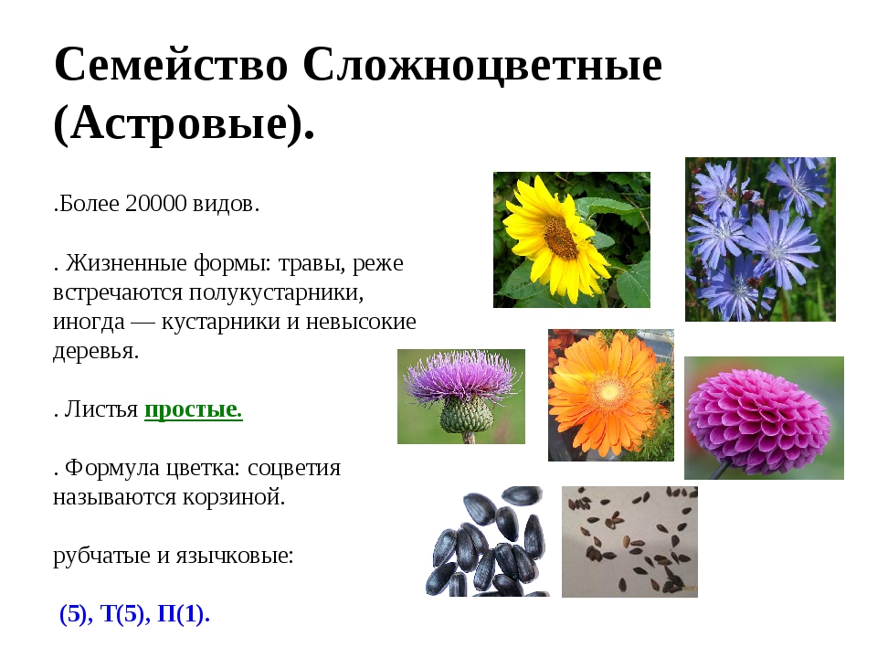 Семейство Сложноцветные (Астровые). 1.Более 20000 видов. 2. Жизненные формы.