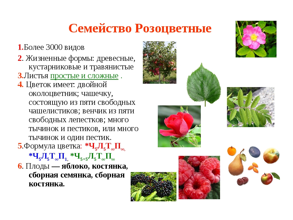 Семейство Розоцветные 1.Более 3000 видов 2. Жизненные формы: древесные, куста.