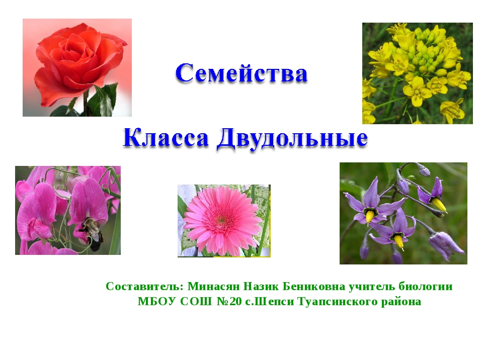 Составитель: Минасян Назик Бениковна учитель биологии МБОУ СОШ №20 с.Шепси Т.