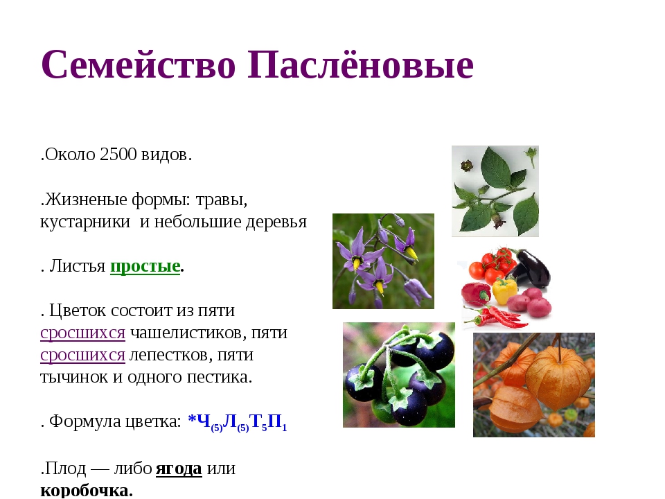 Семейство Паслёновые 1.Около 2500 видов. 2.Жизненые формы: травы, кустарники.