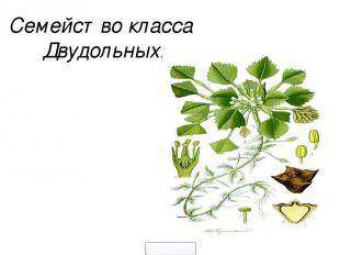 Семейство класса Двудольных. 5klass.net