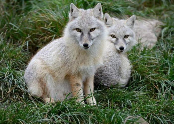 корсак животное описание