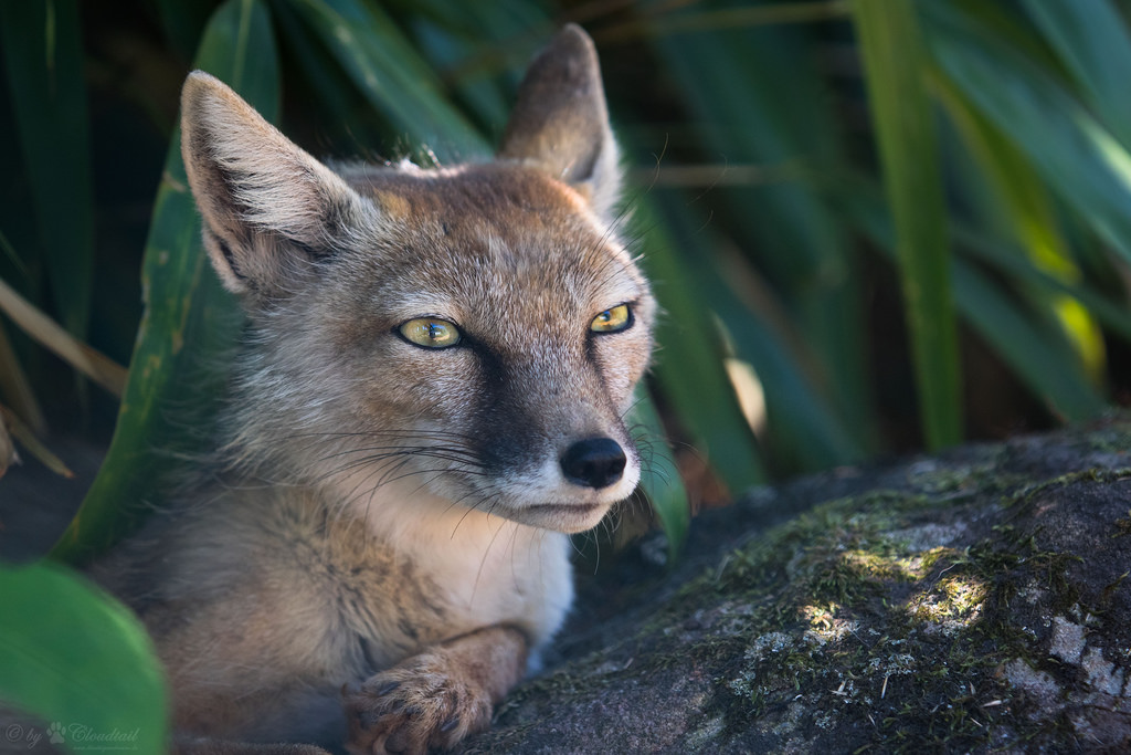 фото корсака