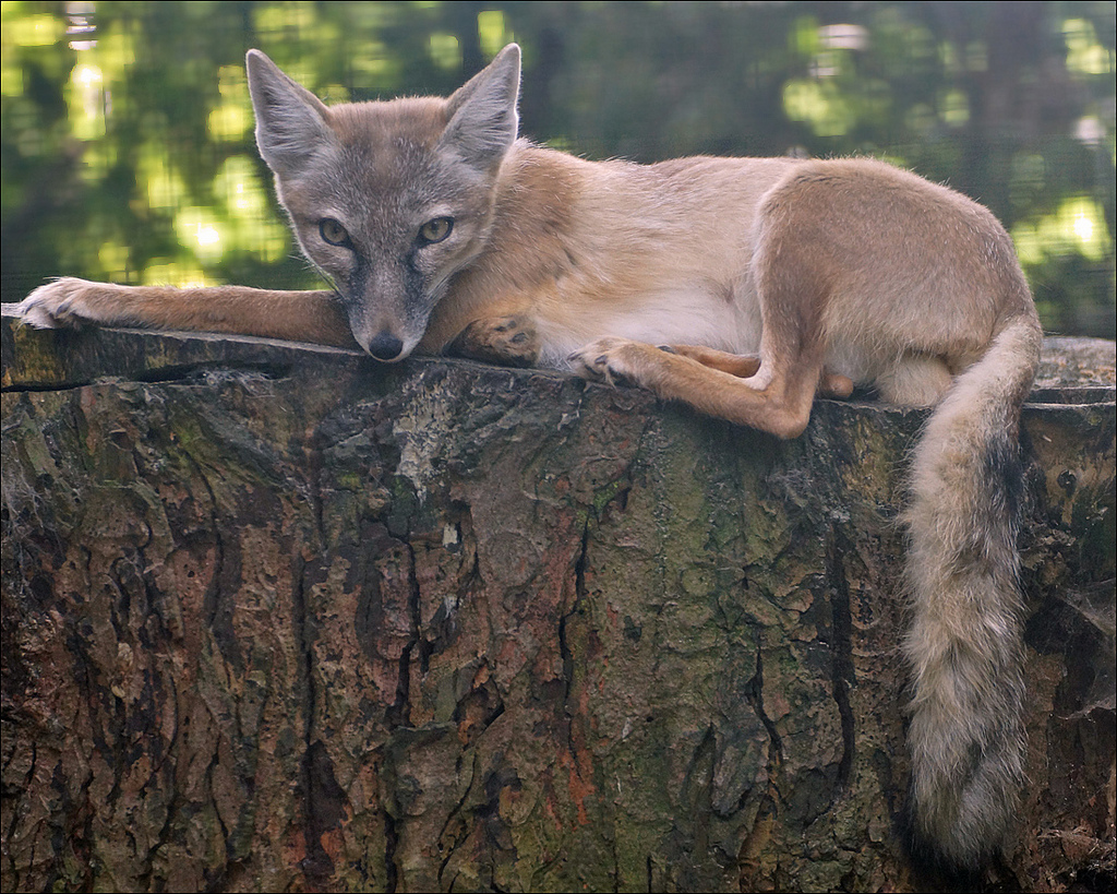 корсак животное