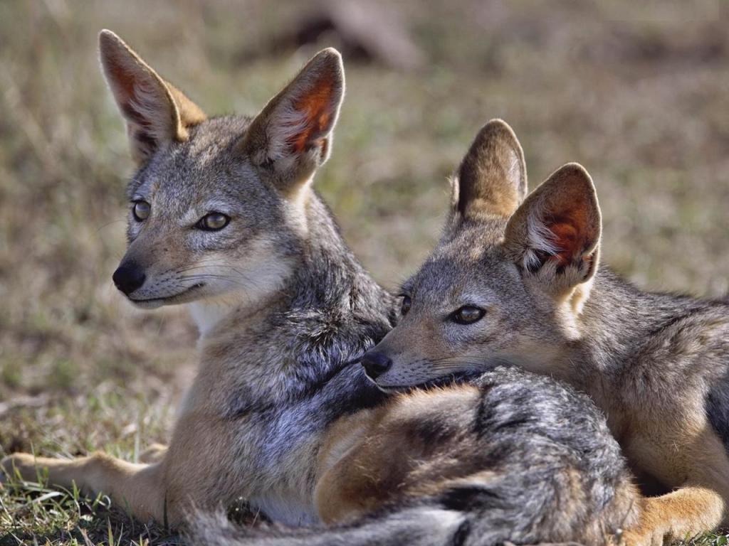 корсак как выглядит