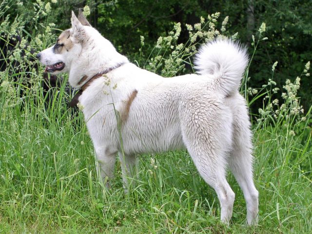 West_Siberian_Laika-640x480.jpg