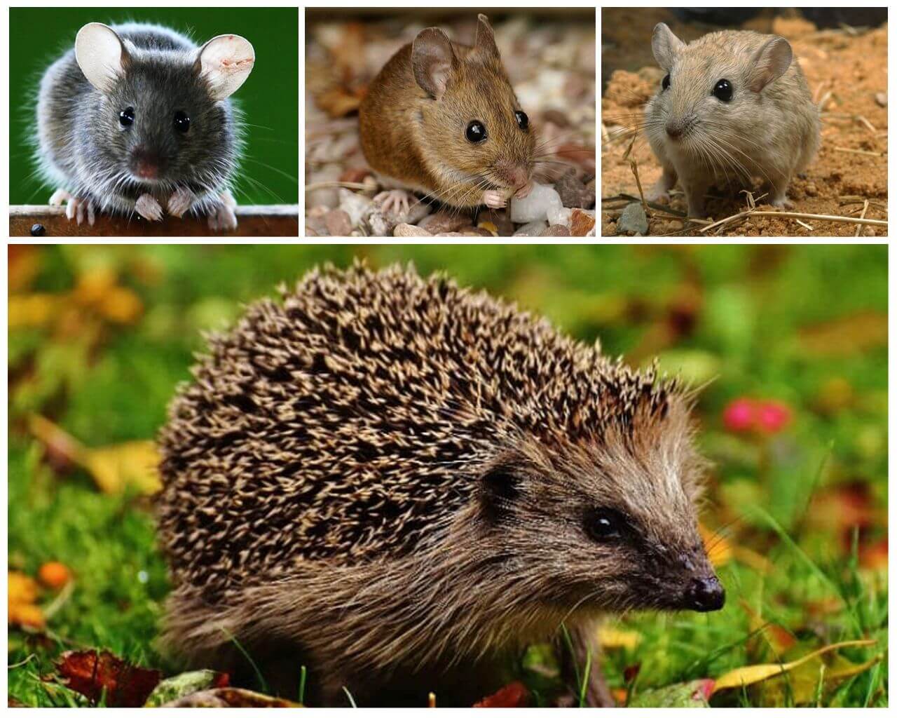 Ёж и мыши