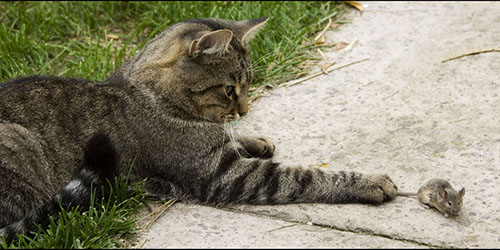 Как кошка ловит мышей