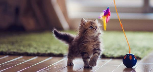 Склонность кошек к подчинению командам определяется в процессе игры