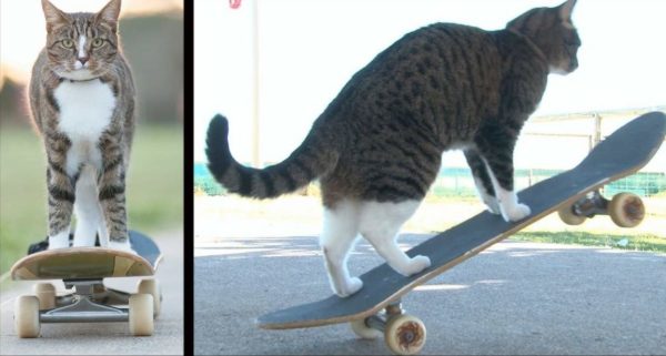 Кошка по имени Диджа