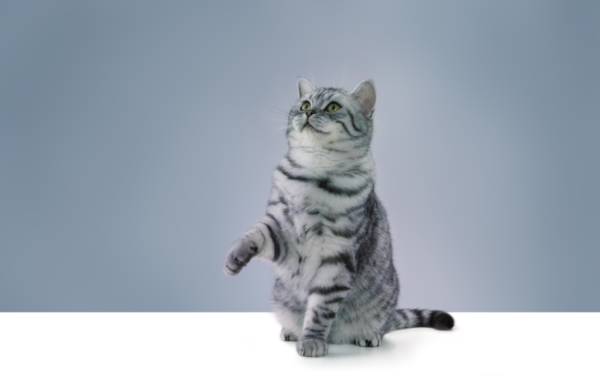 Чтобы кошка быстрее усвоила урок, необходимо чтобы она наслаждалась обучающим процессом