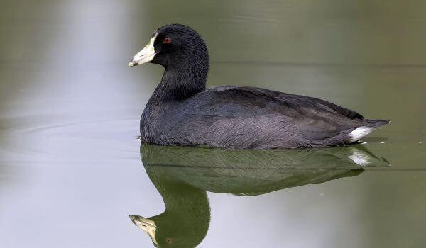 Фото: Птица лысуха