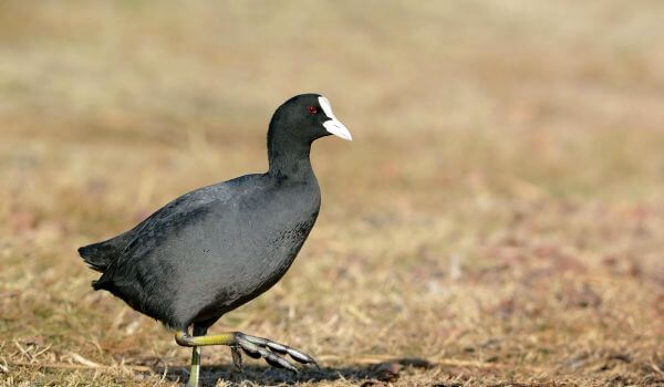 Фото: Водоплавающая птица лысуха