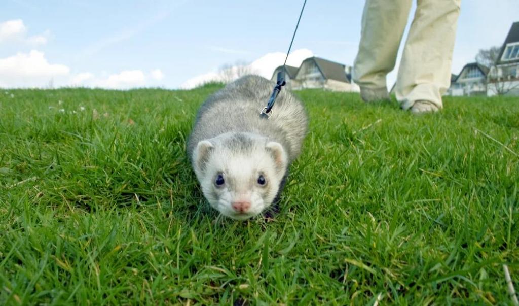 Домашний хорек