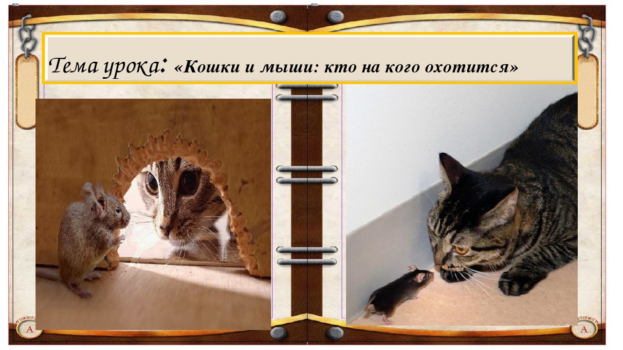 Тема урока: «Кошки и мыши: кто на кого охотится» Текст слайда