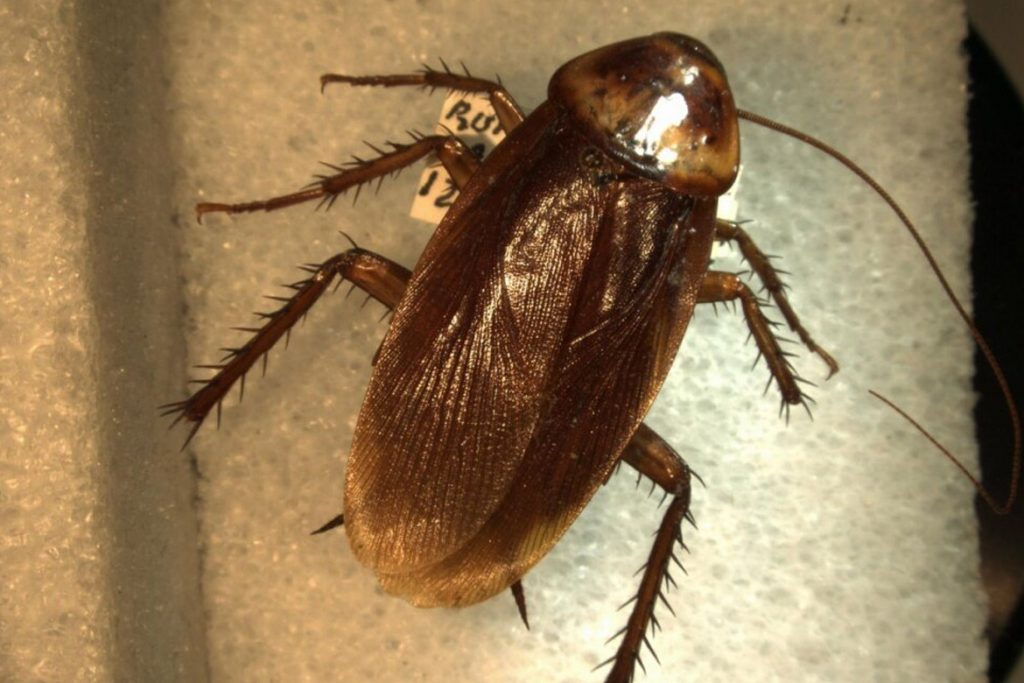 Летают ли тараканы или нет дымчатый таракан