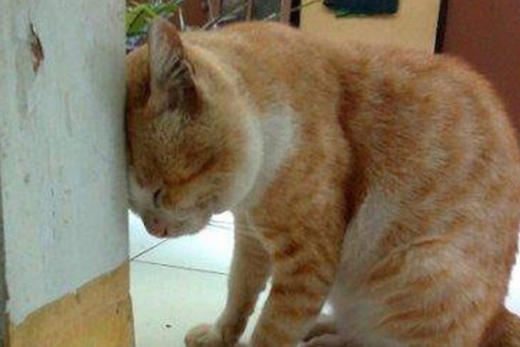 Кот съел таракана что делать если отравился